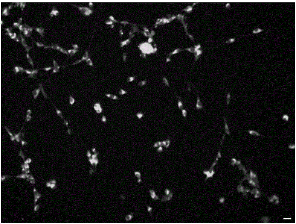 Naked mole rate Schwann cell culture method