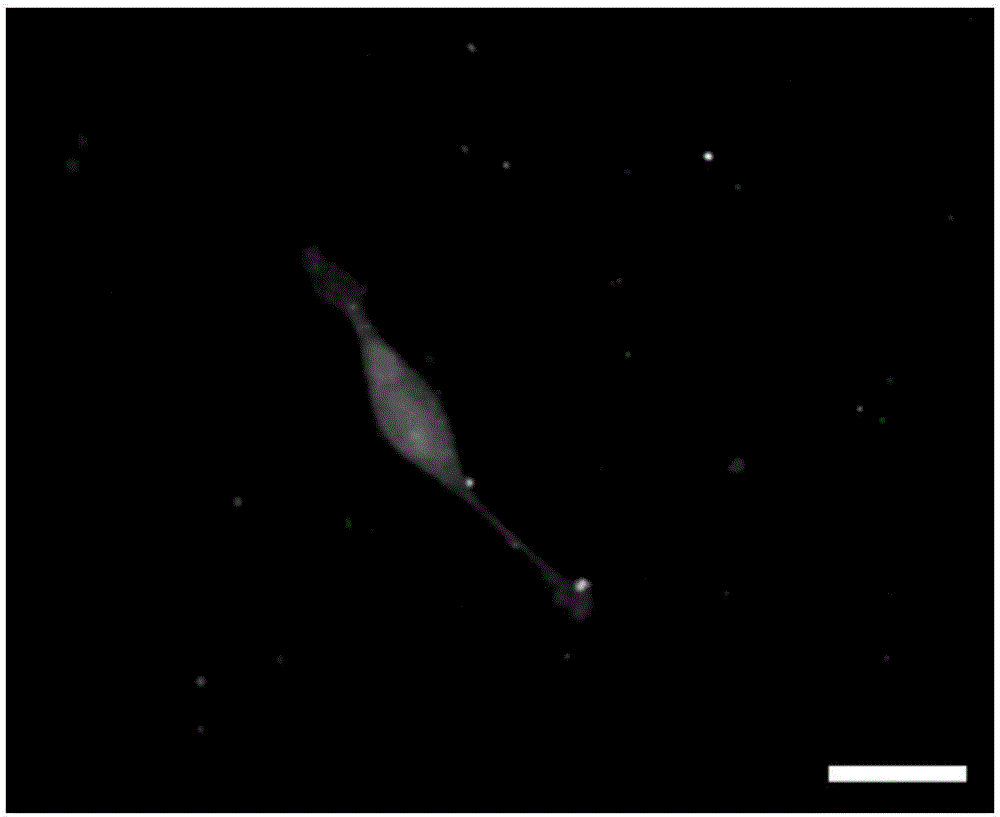 Naked mole rate Schwann cell culture method