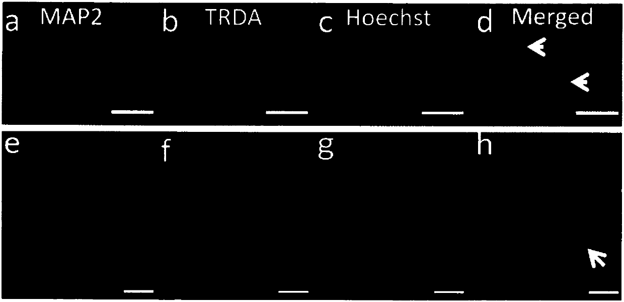 Novel growth/neurotrophic factor composition for inducing mature neuron division in vivo and purpose thereof