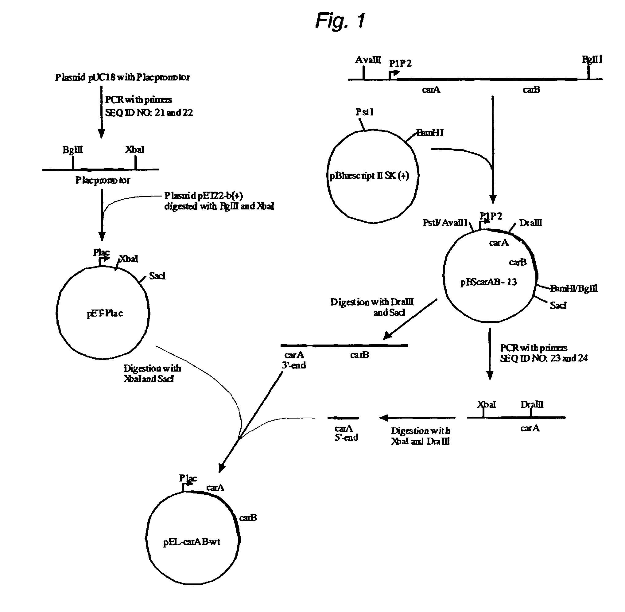 Mutant carbamoylphosphate synthetase and method for producing compounds derived from carbamoylphosphate