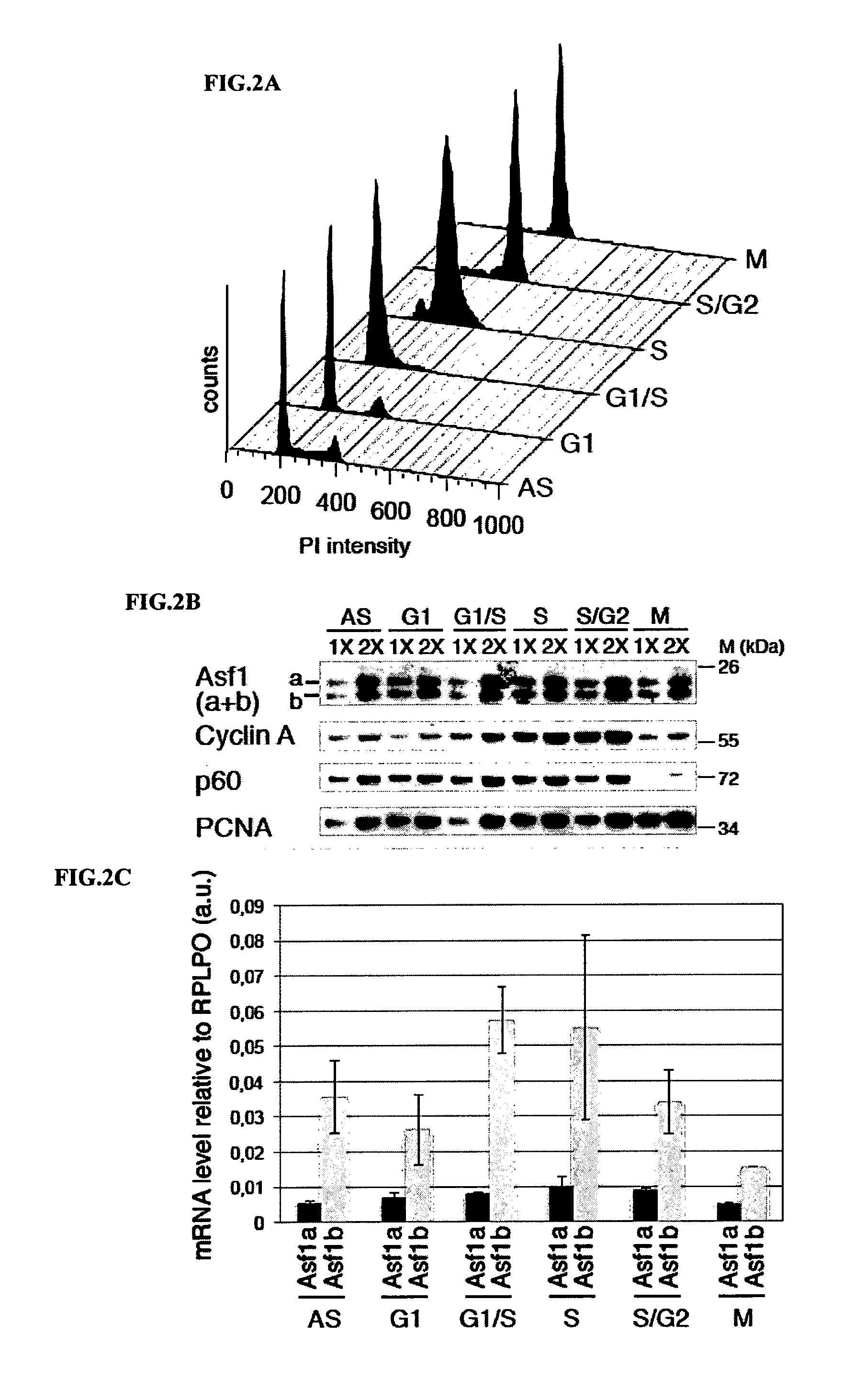 Asf1b as a Prognosis Marker and Therapeutic Target in Human Cancer