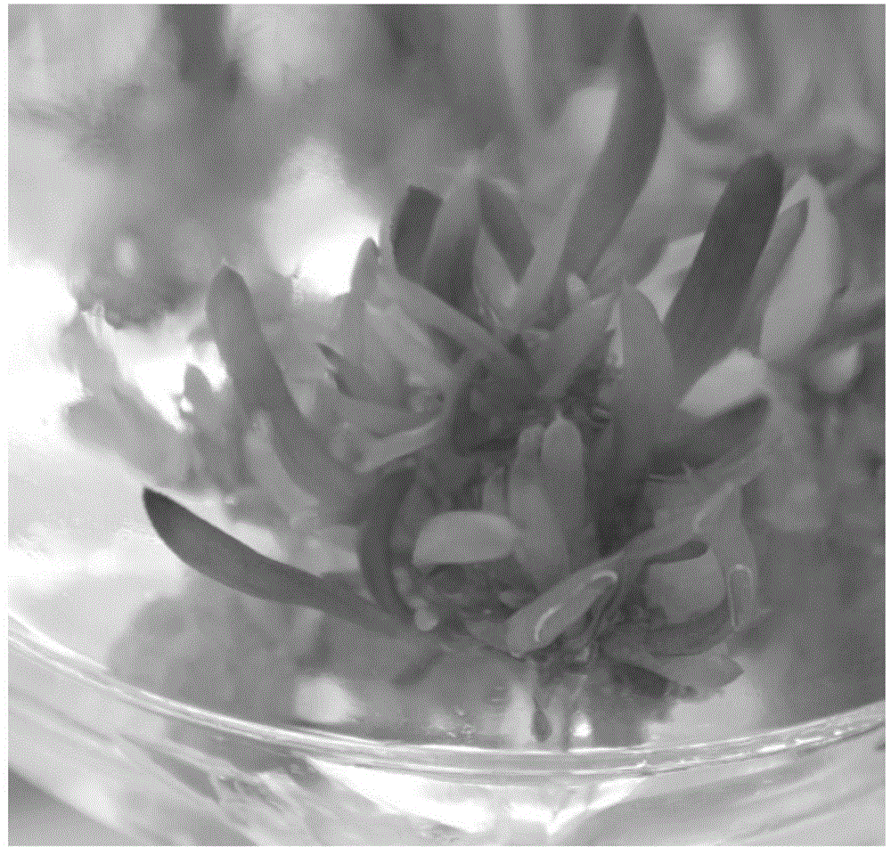 Tissue culture and intermediate propagation method for succulent Haworthia cooperivar. pilfera M. B. Bayer