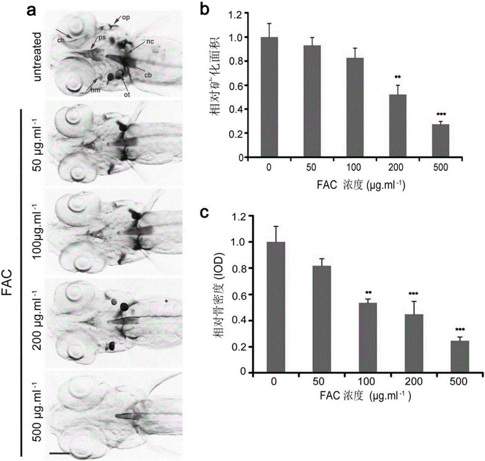 Method of preparing osteoporosis model of zebra fish and alizarin red dyeing method thereof