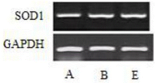 Method for efficiently separating and purifying Diosmin