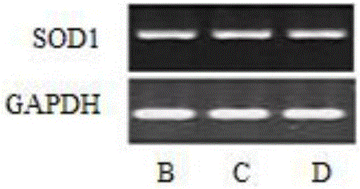 Method for efficiently separating and purifying Diosmin