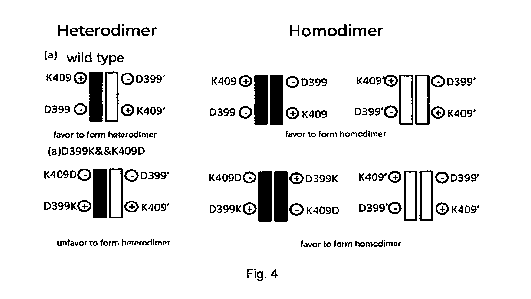 Method for preparing homodimer protein mixture by using charge repulsion effect