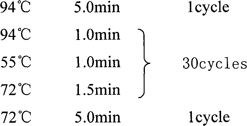 Lactic acid bacteria and application thereof