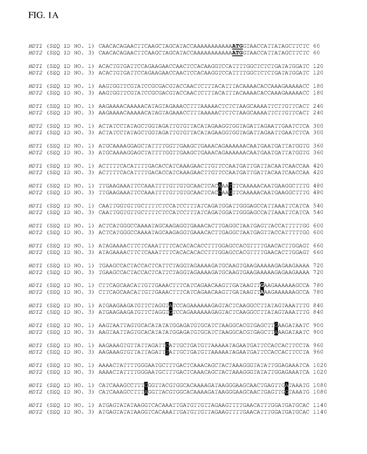 Genetically altered alfalfa producing clovamide and/or related hydroxycinnamoyl amides