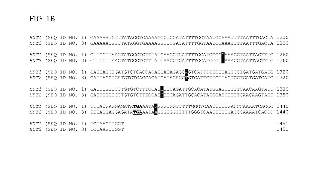 Genetically altered alfalfa producing clovamide and/or related hydroxycinnamoyl amides