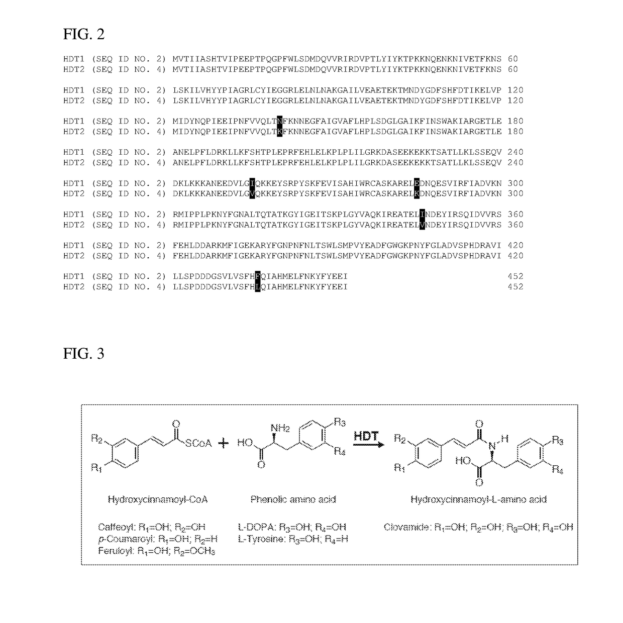 Genetically altered alfalfa producing clovamide and/or related hydroxycinnamoyl amides