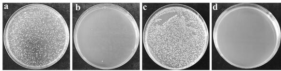 A method of using oil shale semi-coke to prepare hybrid antibacterial agent