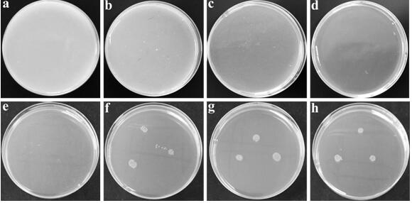 A method of using oil shale semi-coke to prepare hybrid antibacterial agent