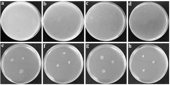 A method of using oil shale semi-coke to prepare hybrid antibacterial agent