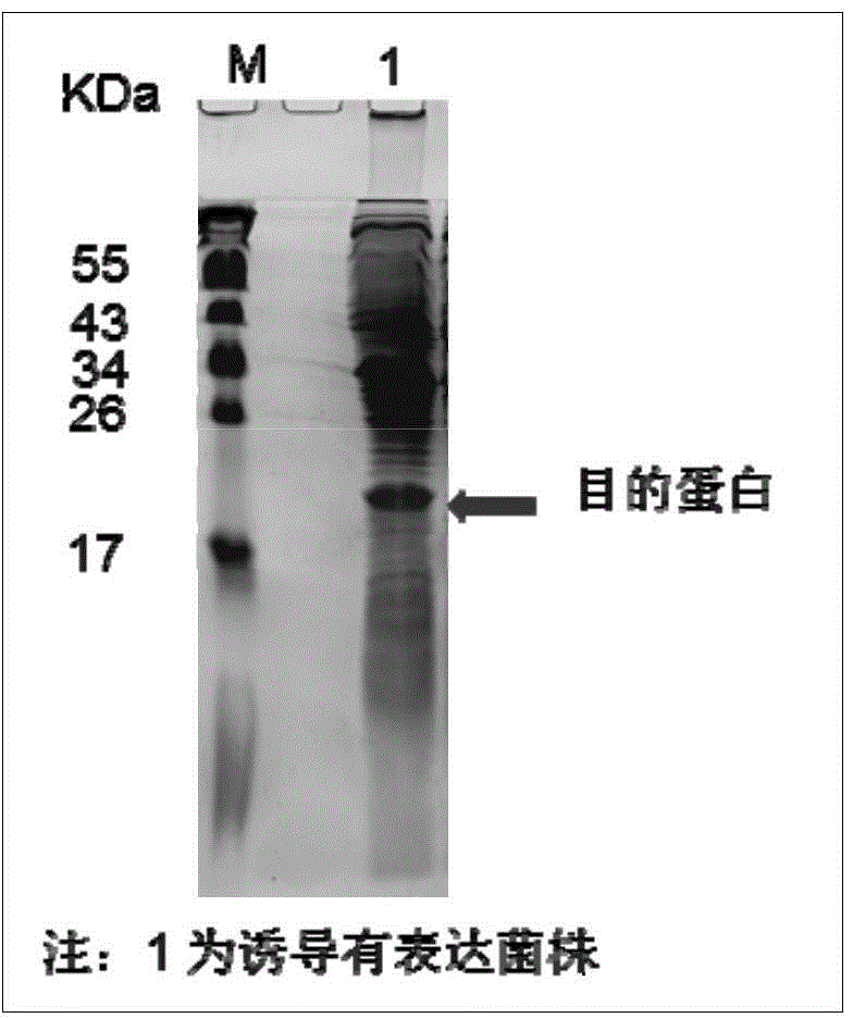 Method for purifying prokaryotic cell expressed viroid particle