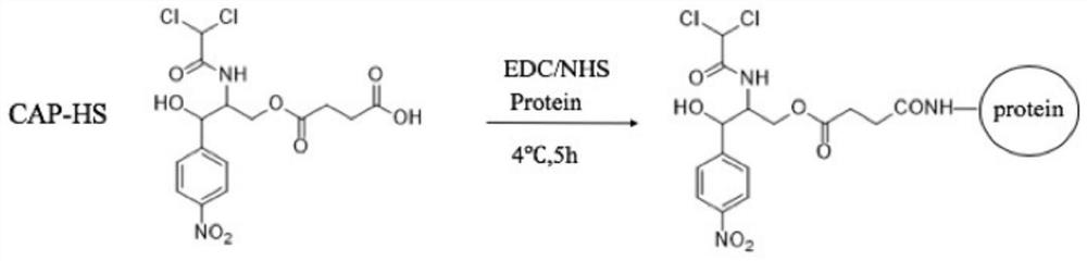 Screening method of single memory b cells and its application in the preparation of small molecule monoclonal antibodies