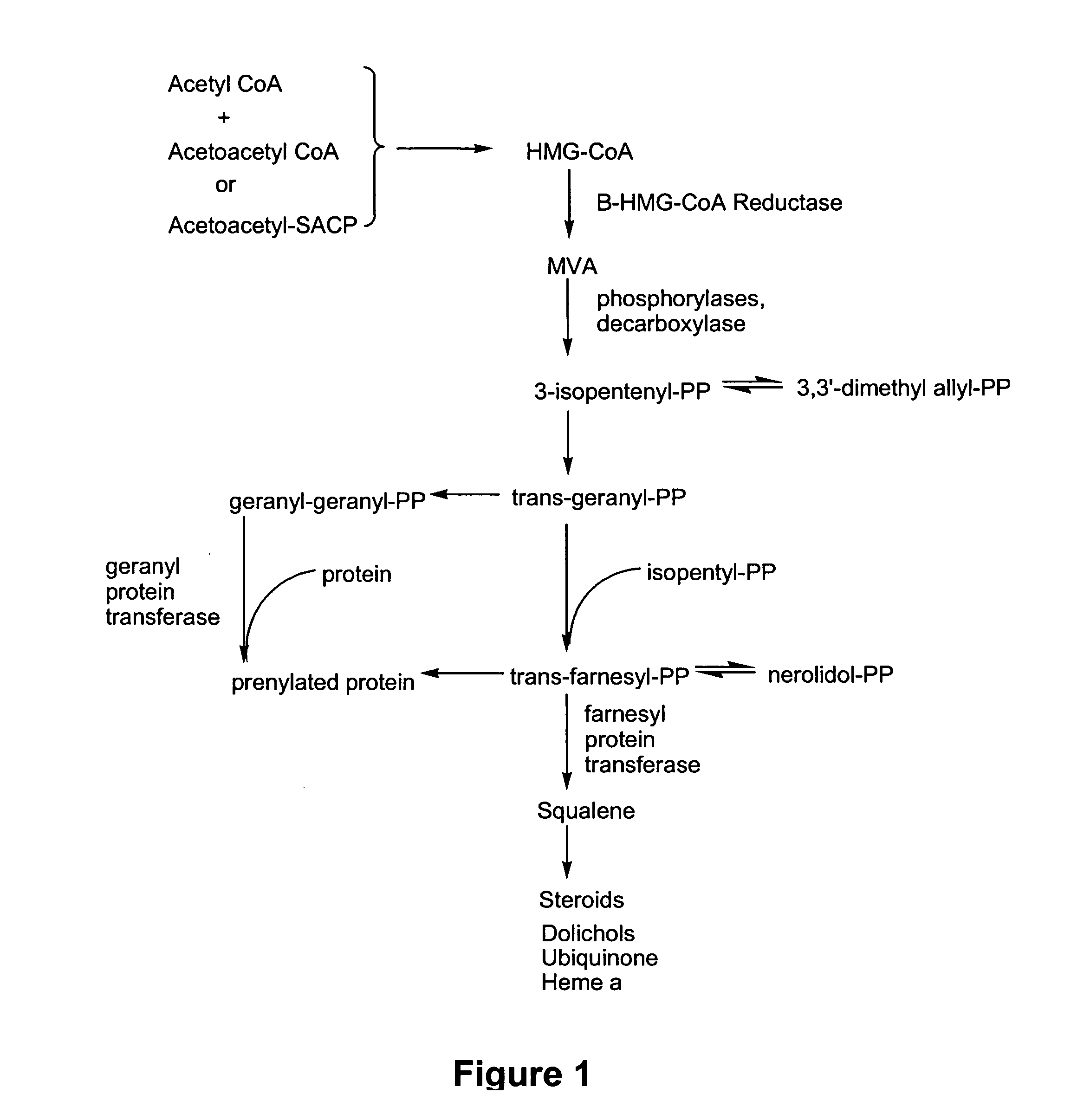 Inhibitors of proteasomal activity for stimulating hair growth