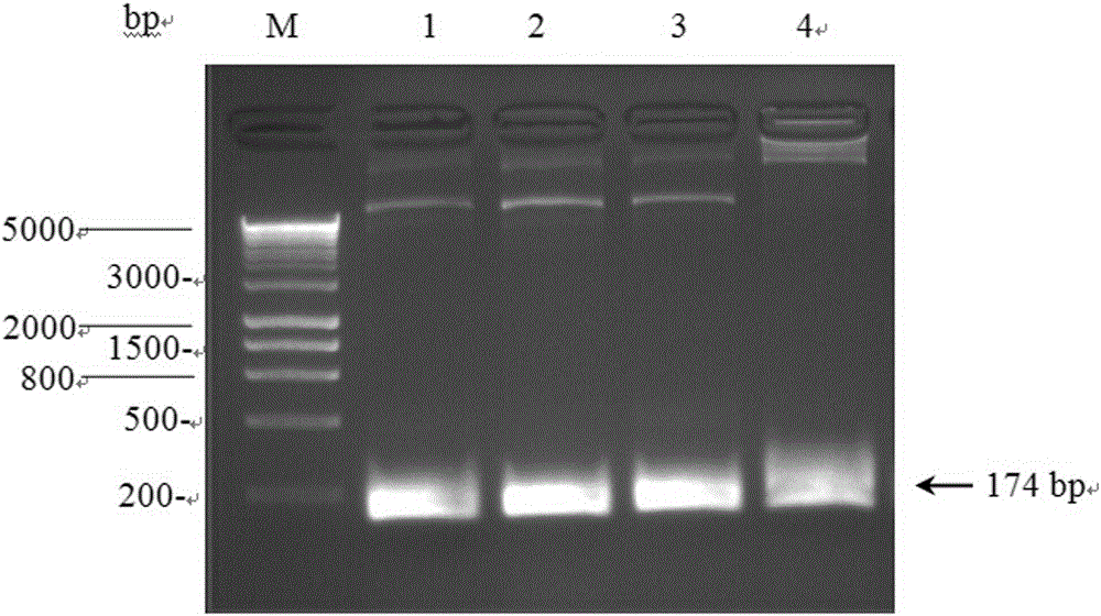 Construction of CRISPR-Cas9 system of tomato PSY 1 gene and application thereof