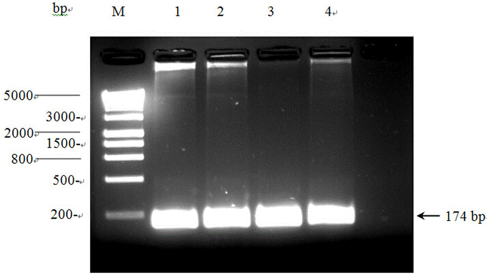 Construction of CRISPR-Cas9 system of tomato PSY 1 gene and application thereof