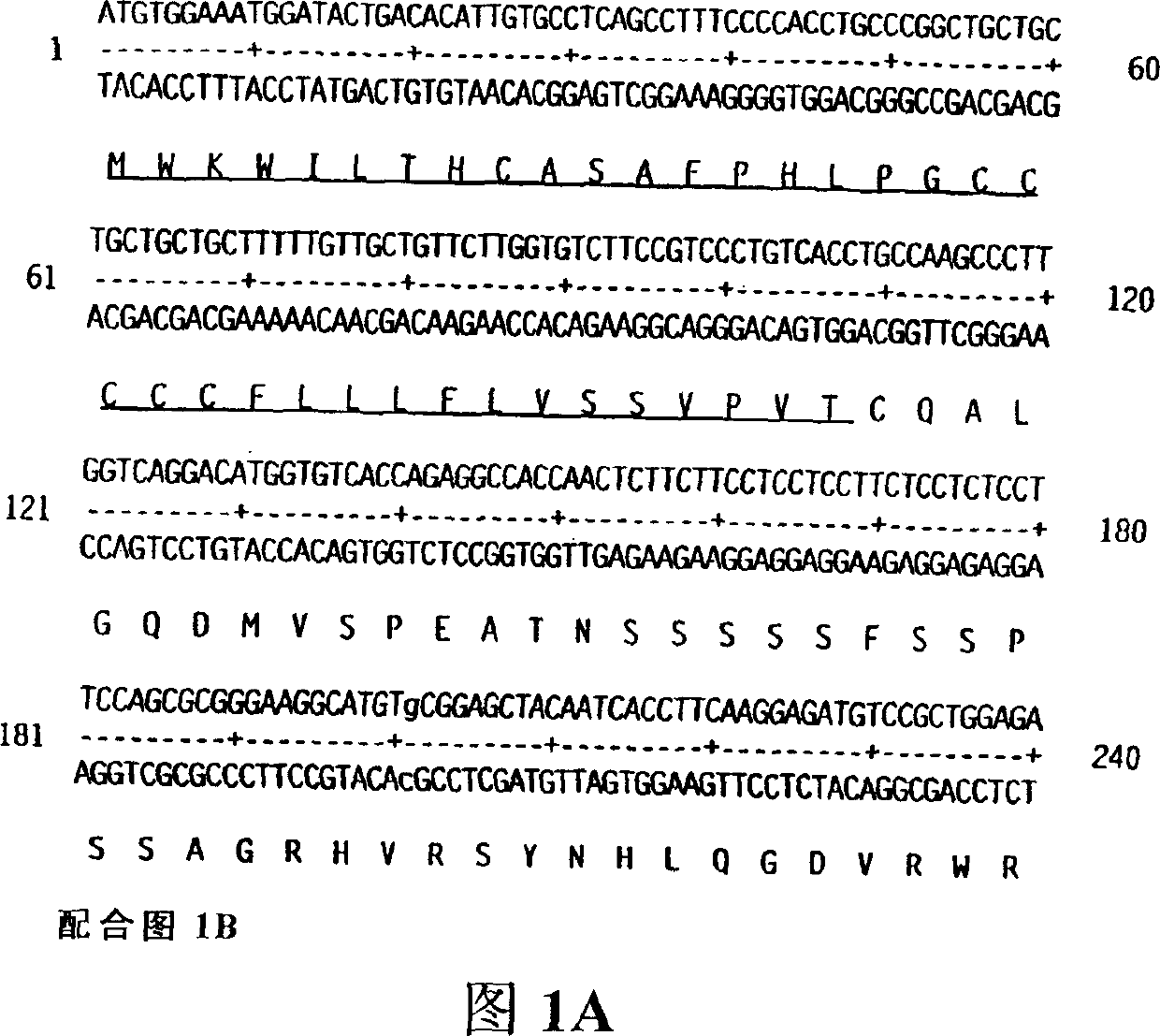 Keratinocyte growth factor-2