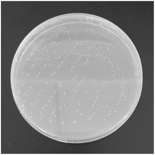 Lactococcus lactis with high 6-phosphoric acid-beta-galactosidase yield and application of lactococcus lactis