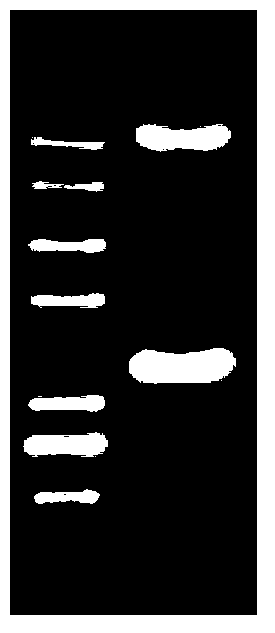 Application of deinococcus radiodurans R1 trkB genes to cultivation of salt-tolerant plants