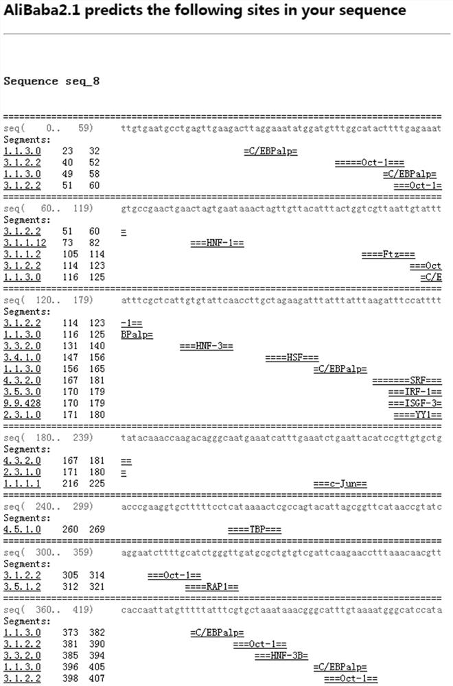 Anguilla japonica cytokine IL-6 gene promoter and application thereof