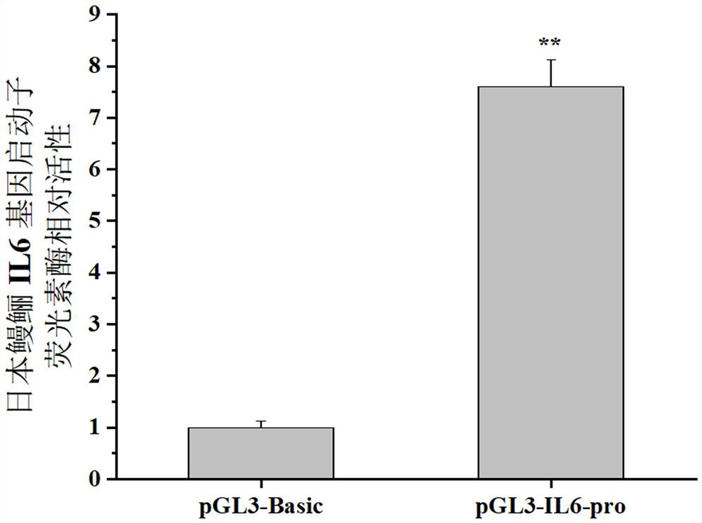 Anguilla japonica cytokine IL-6 gene promoter and application thereof