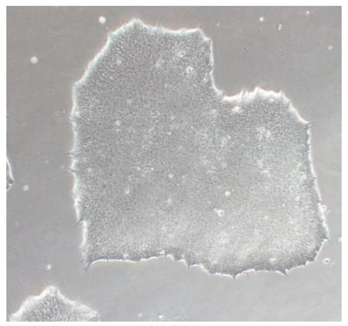 A method for promoting directed differentiation of human pluripotent stem cells into endothelial cells