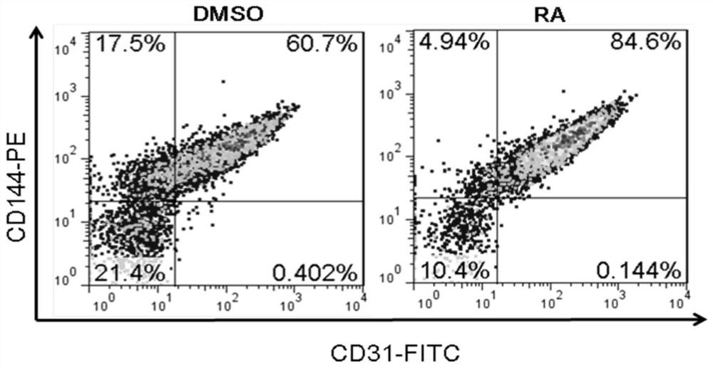 A method for promoting directed differentiation of human pluripotent stem cells into endothelial cells