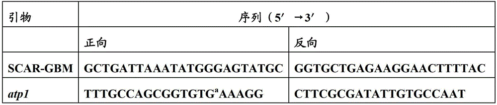 Gender identification of ginkgo biloba using molecular markers