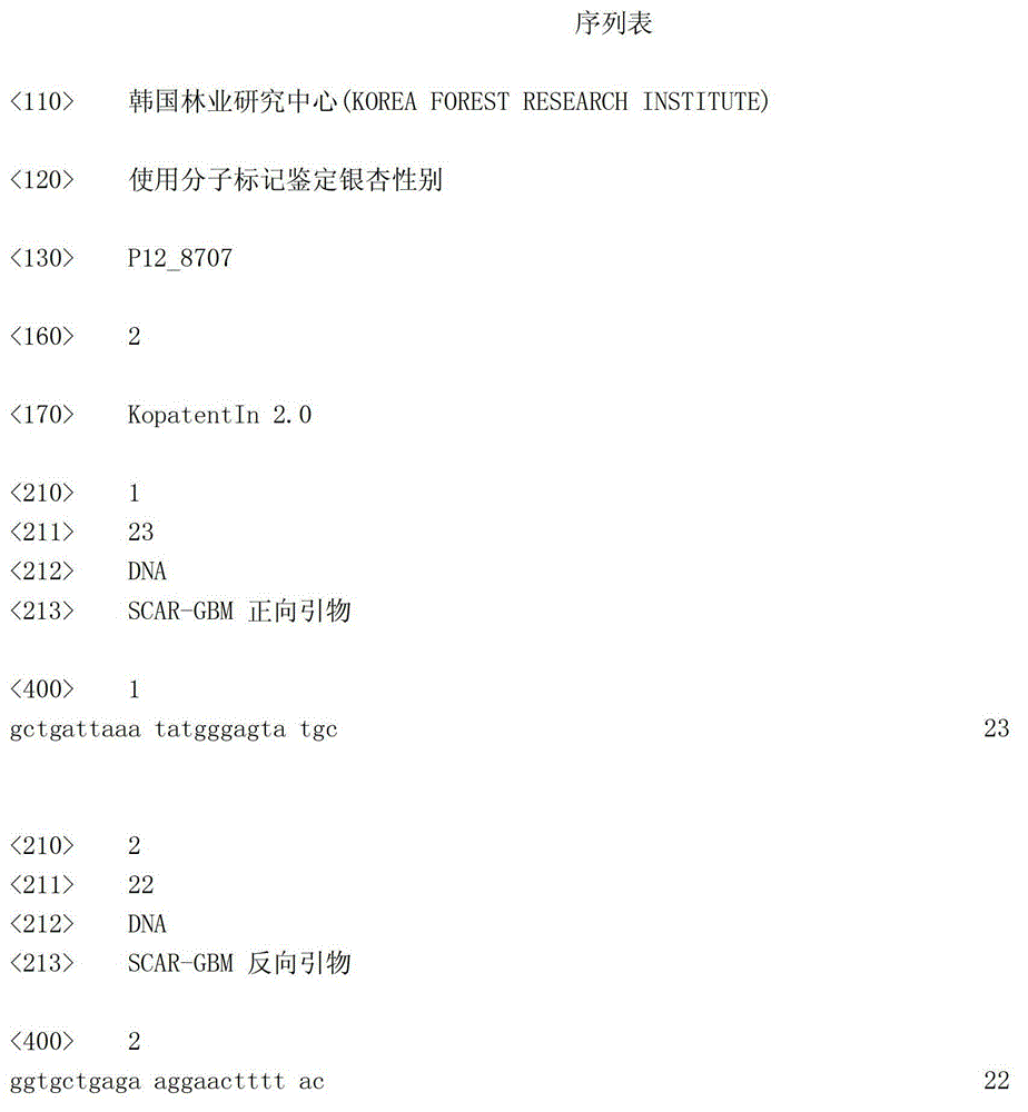 Gender identification of ginkgo biloba using molecular markers