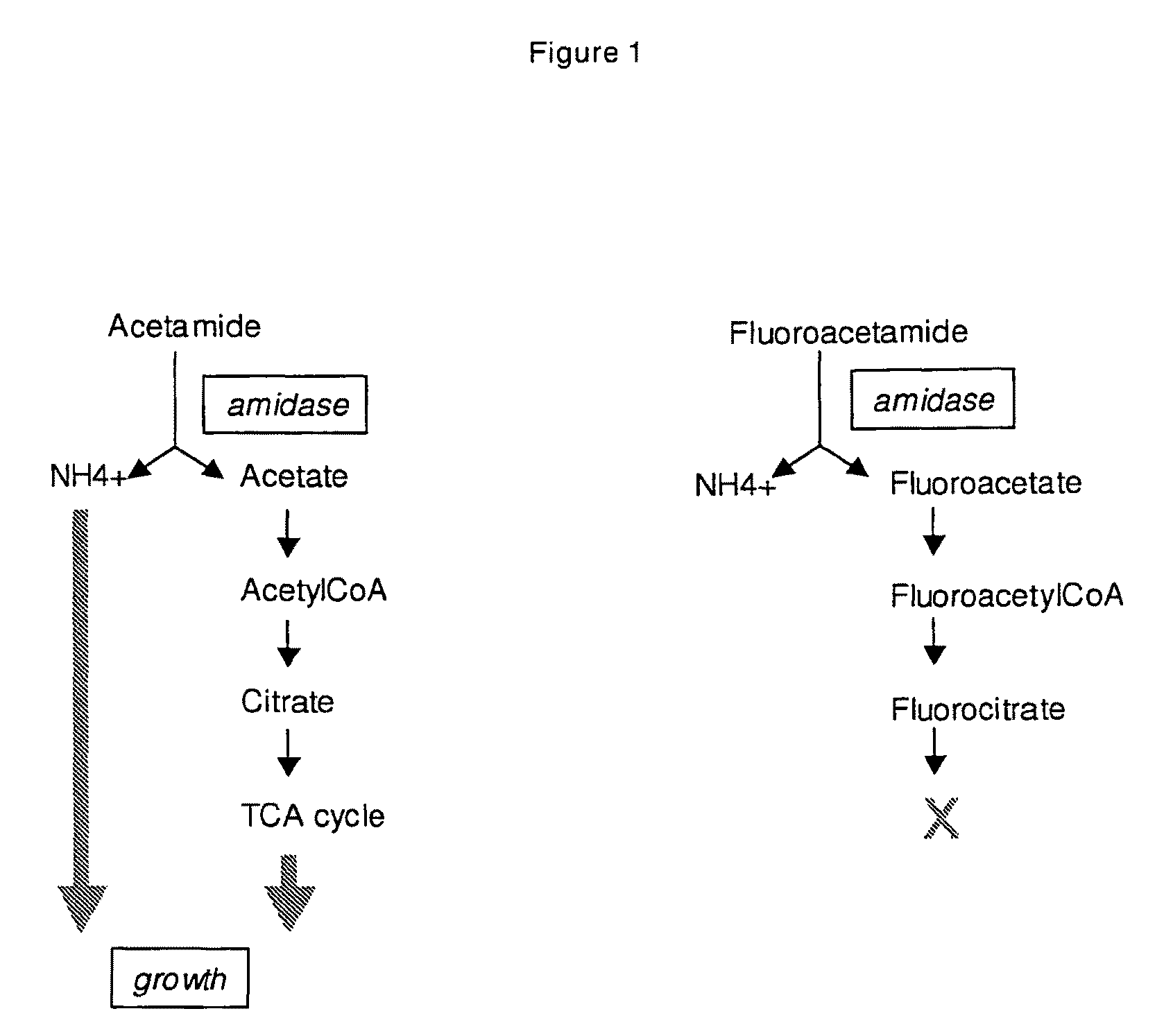 Bi-directional selection markers with improved activity