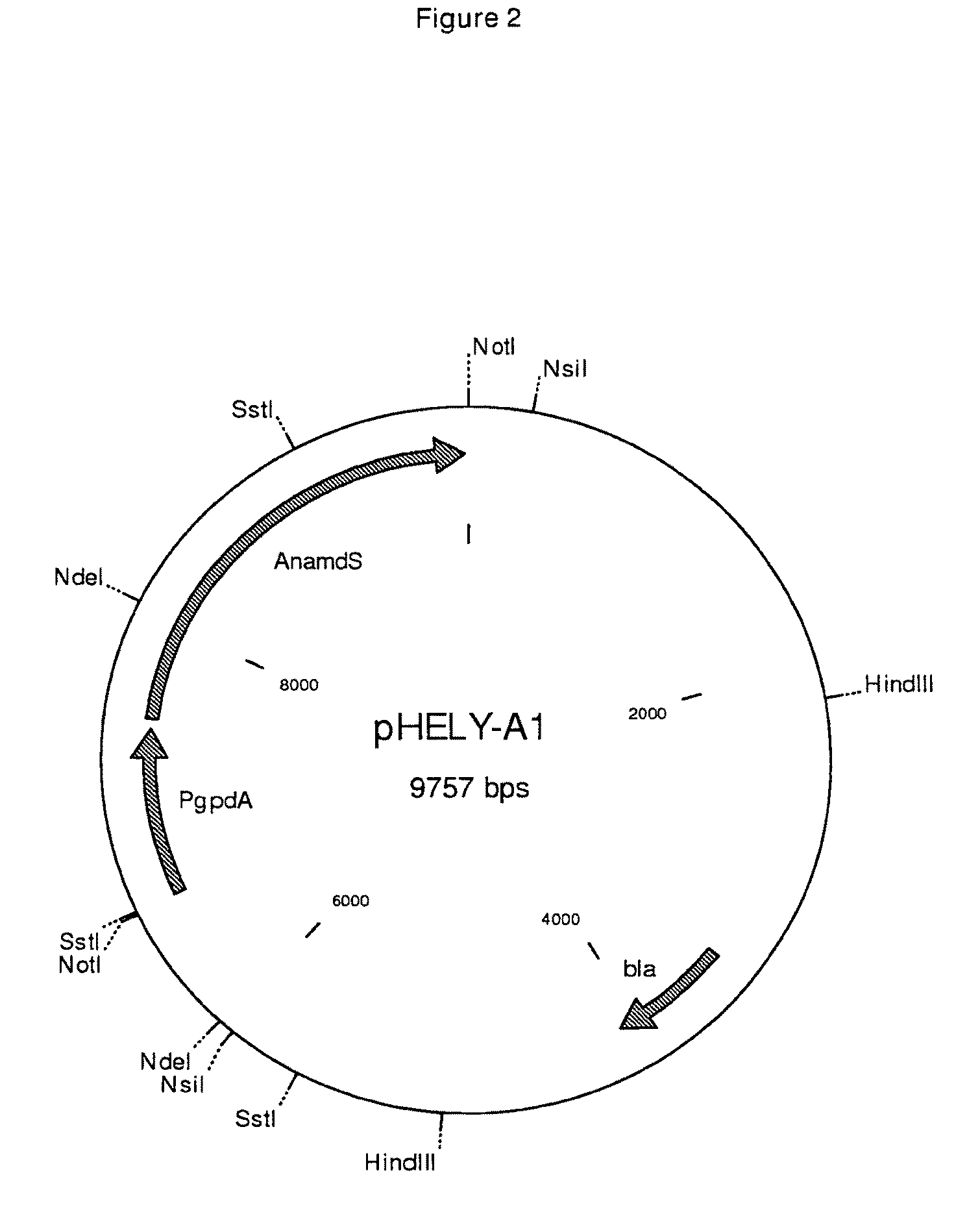 Bi-directional selection markers with improved activity