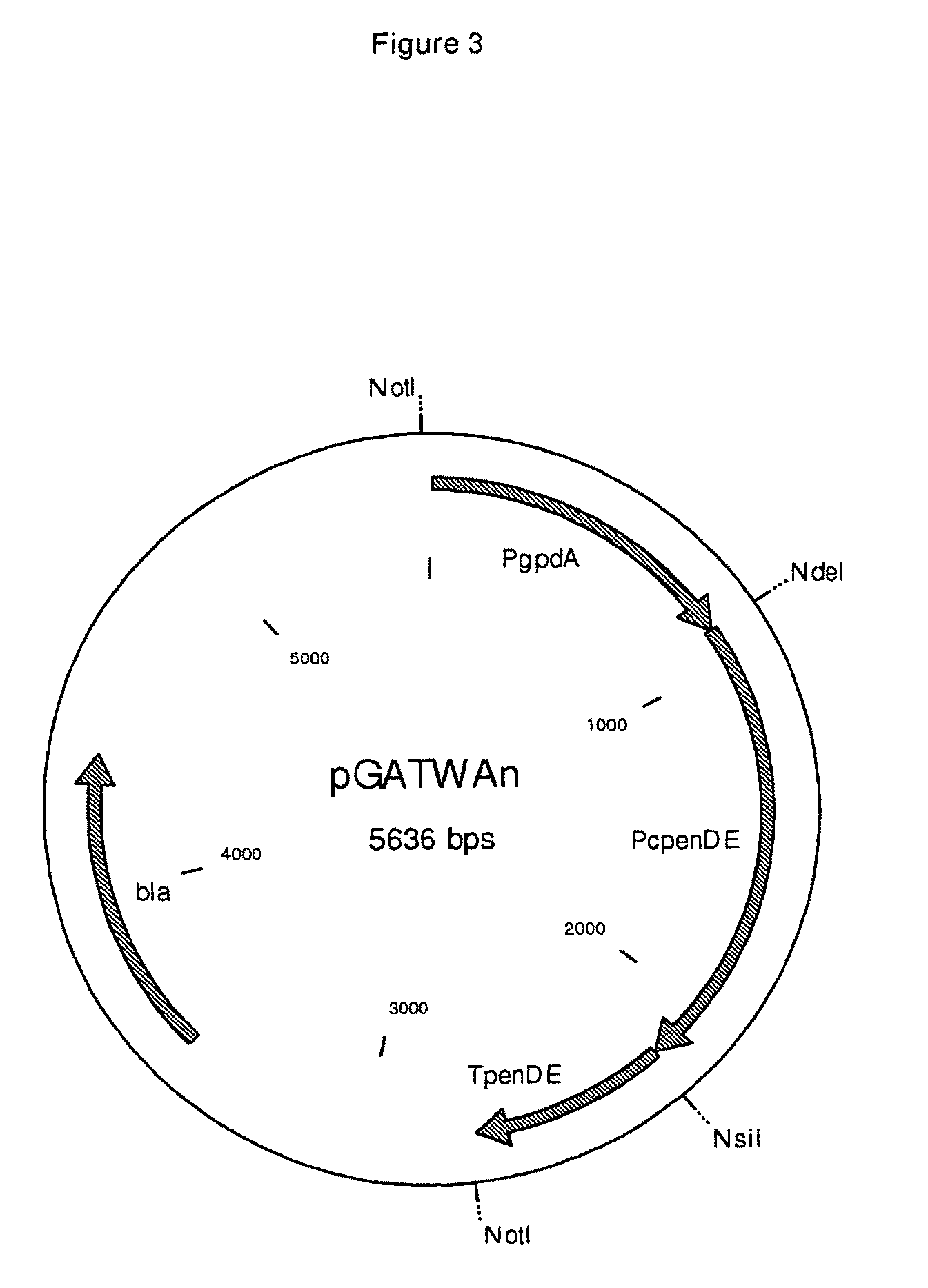 Bi-directional selection markers with improved activity