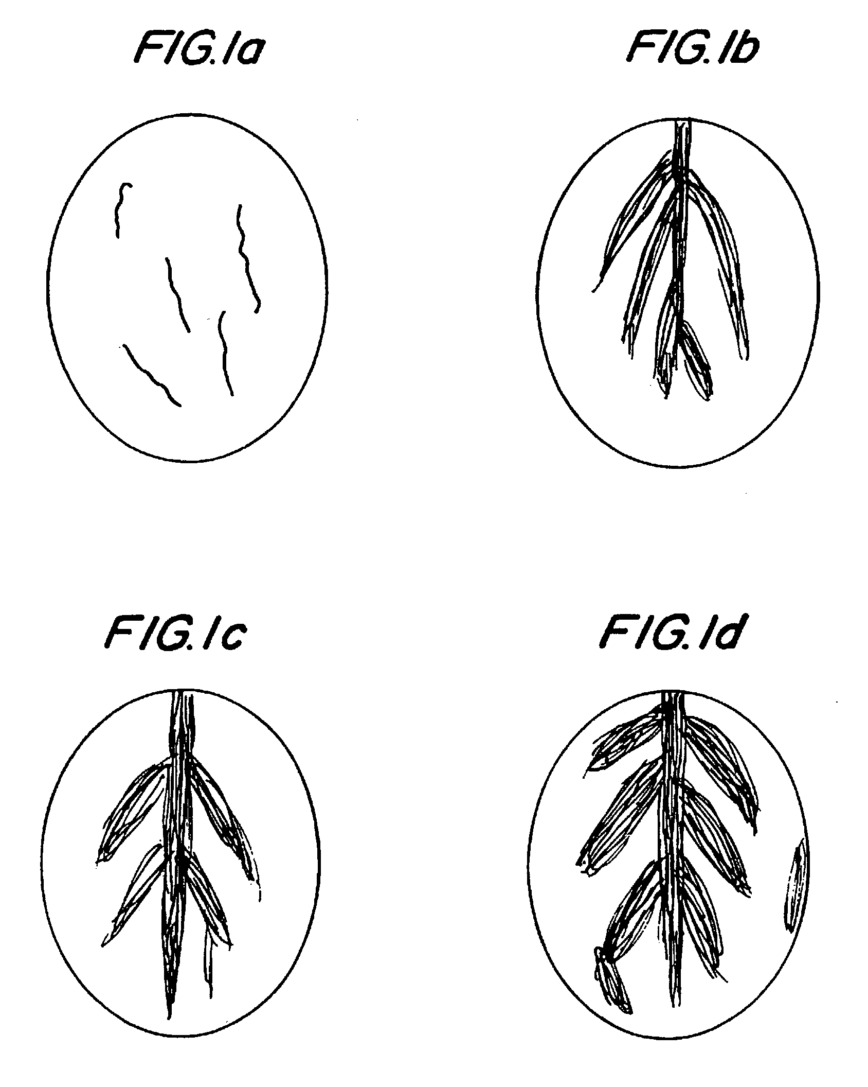 Procyanidin-L-arginine combinations