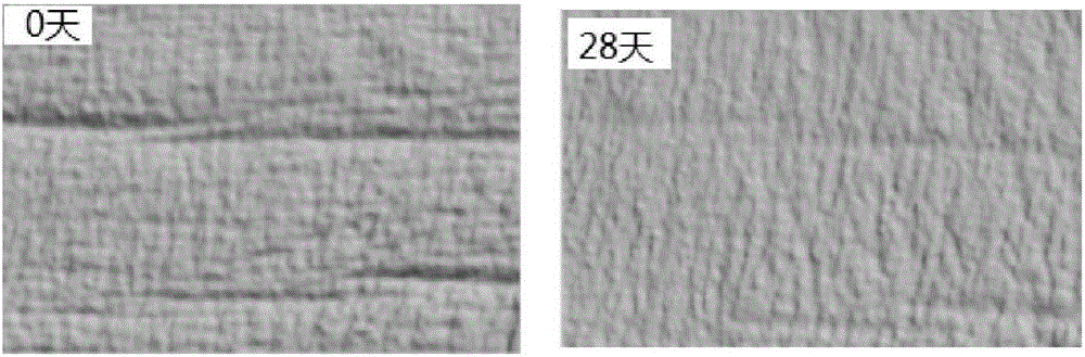 Sponge micro-needle containing anti-aging composition capable of activating cells