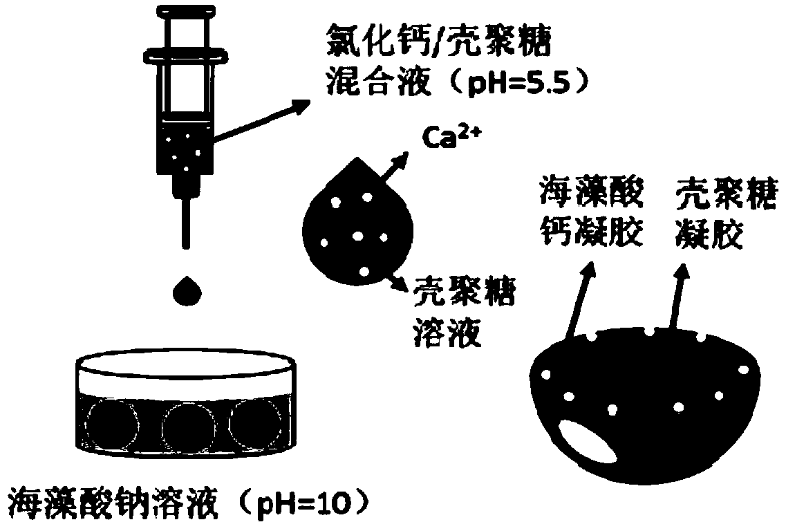 A method for preparing chitosan/sodium alginate natural polymer core-shell microspheres by one-step method