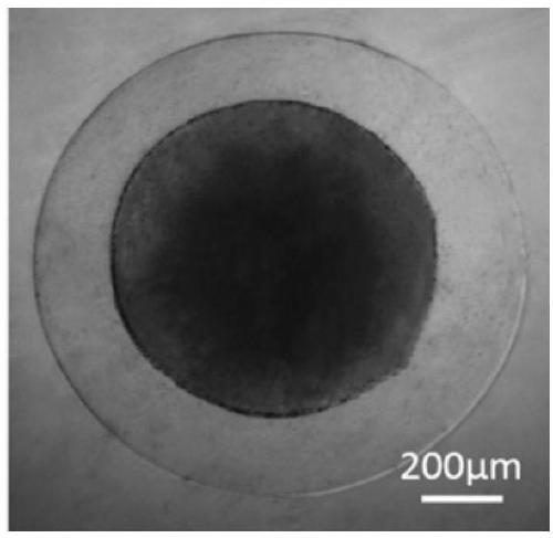 A method for preparing chitosan/sodium alginate natural polymer core-shell microspheres by one-step method