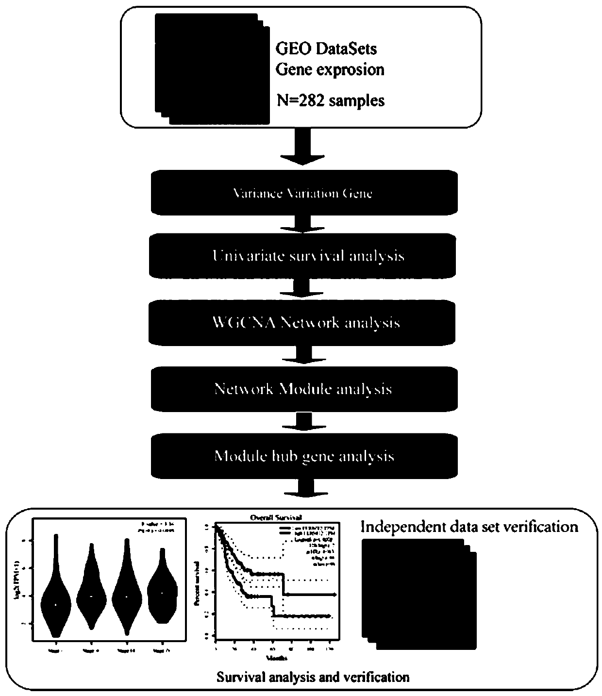 Method for screening potential biomarkers of gastric cancer based on weighted gene co-expression network analysis, and application thereof