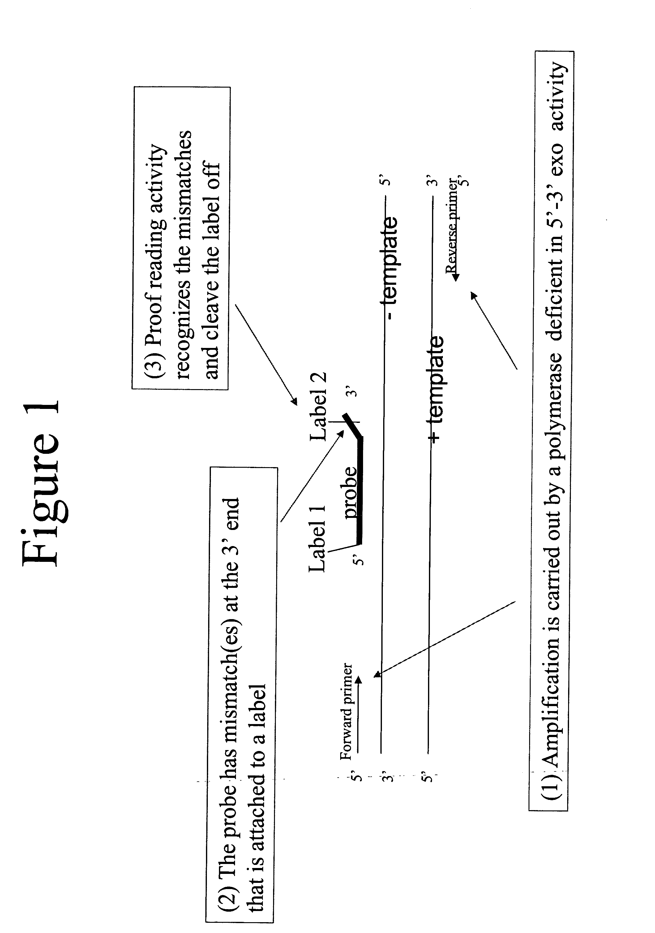 Quantitative amplification with a labeled probe and 3' to 5' exonuclease activity