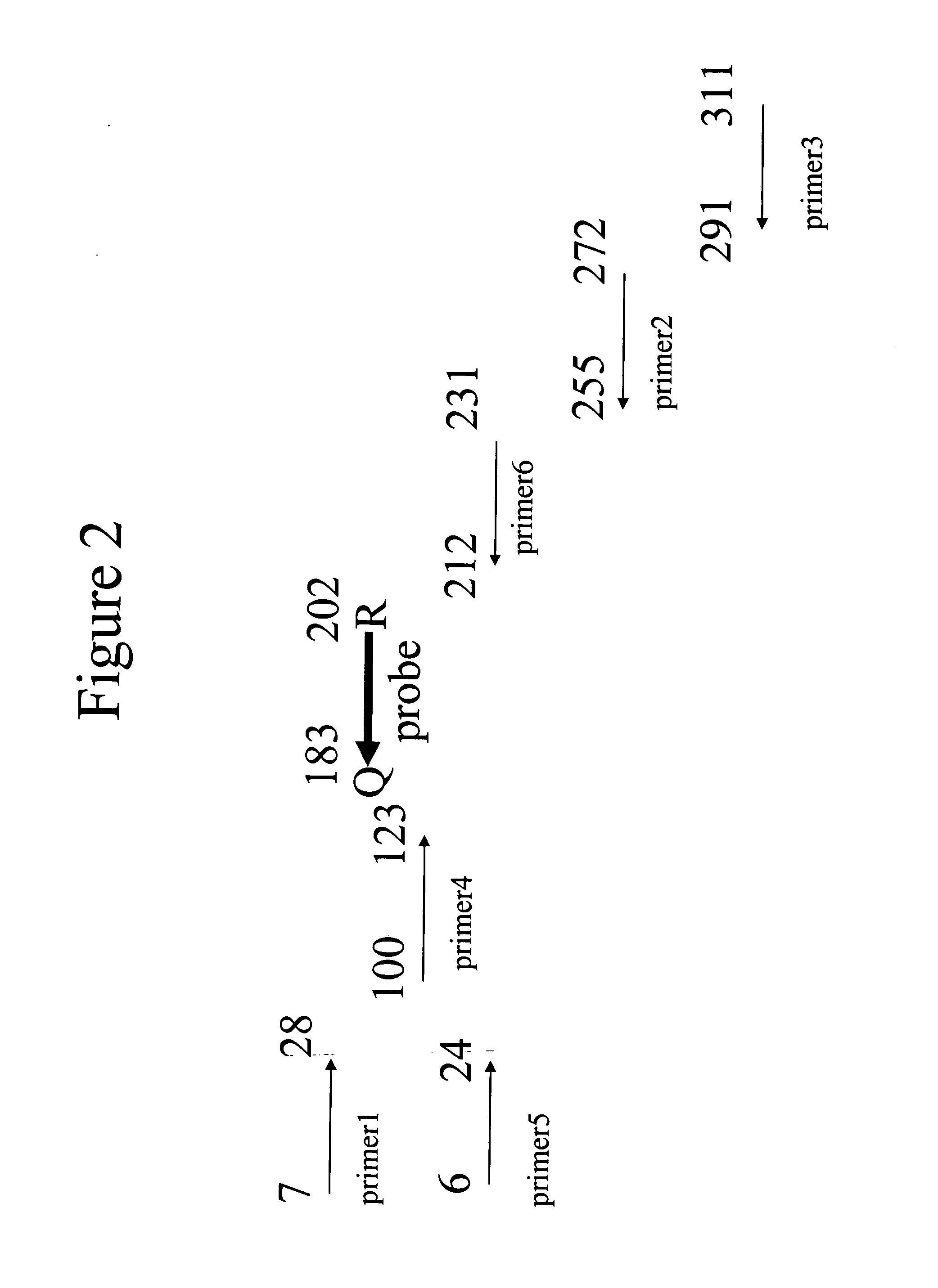 Quantitative amplification with a labeled probe and 3' to 5' exonuclease activity