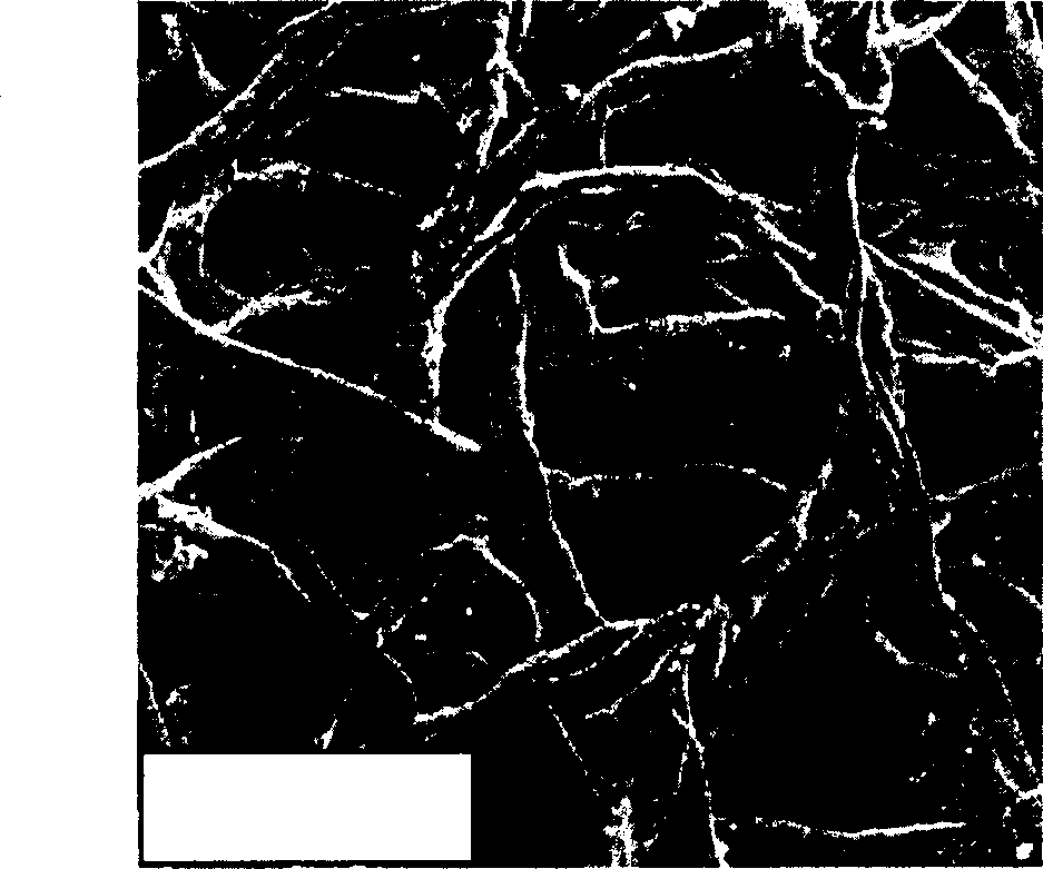 Modified liquid for filter paper of filter and its preparation method and use