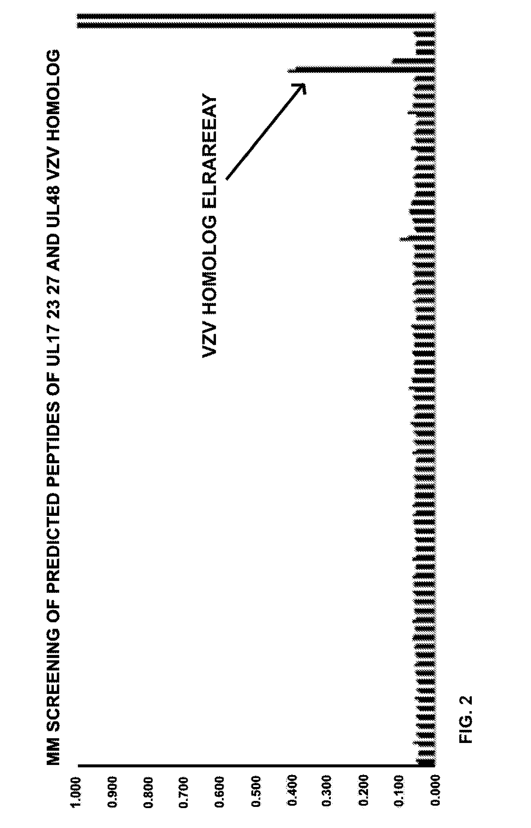 Epitopes cross-reactive between hsv-1, hsv-2 and vzv and methods for using same