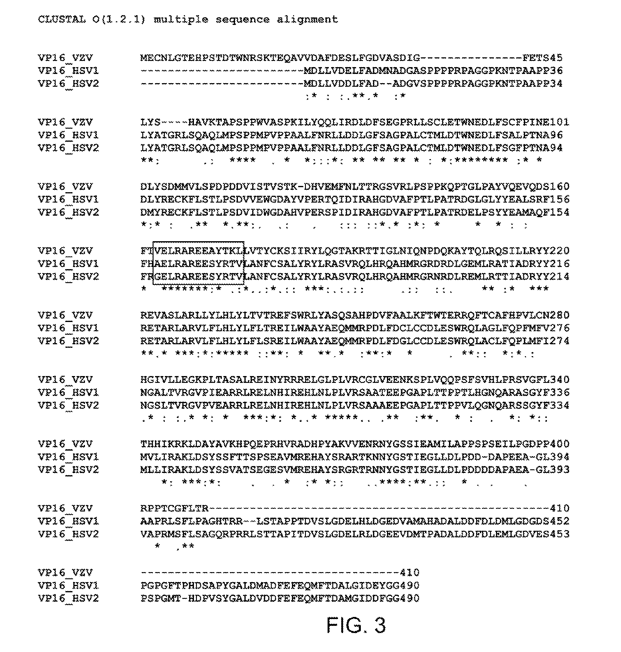 Epitopes cross-reactive between hsv-1, hsv-2 and vzv and methods for using same