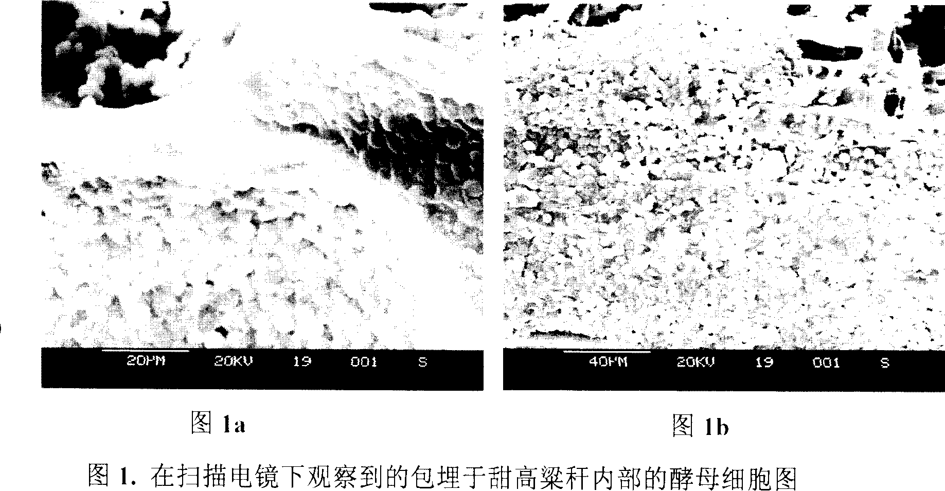 Yeast cell immobilizing method