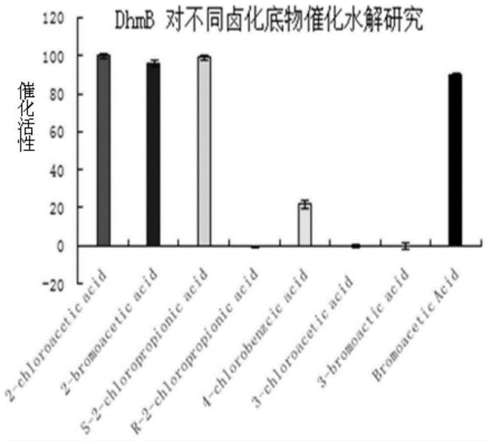 Dehalogenase DhmB, encoding gene and application thereof