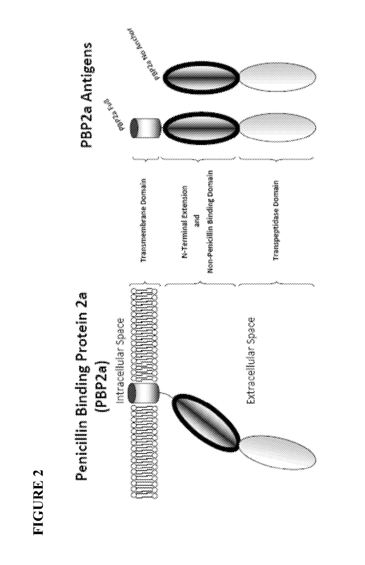 Proteins comprising MRSA PBP2a and fragments thereof, nucleic acids encoding the same, and compositions and their use to prevent and treat MRSA infections