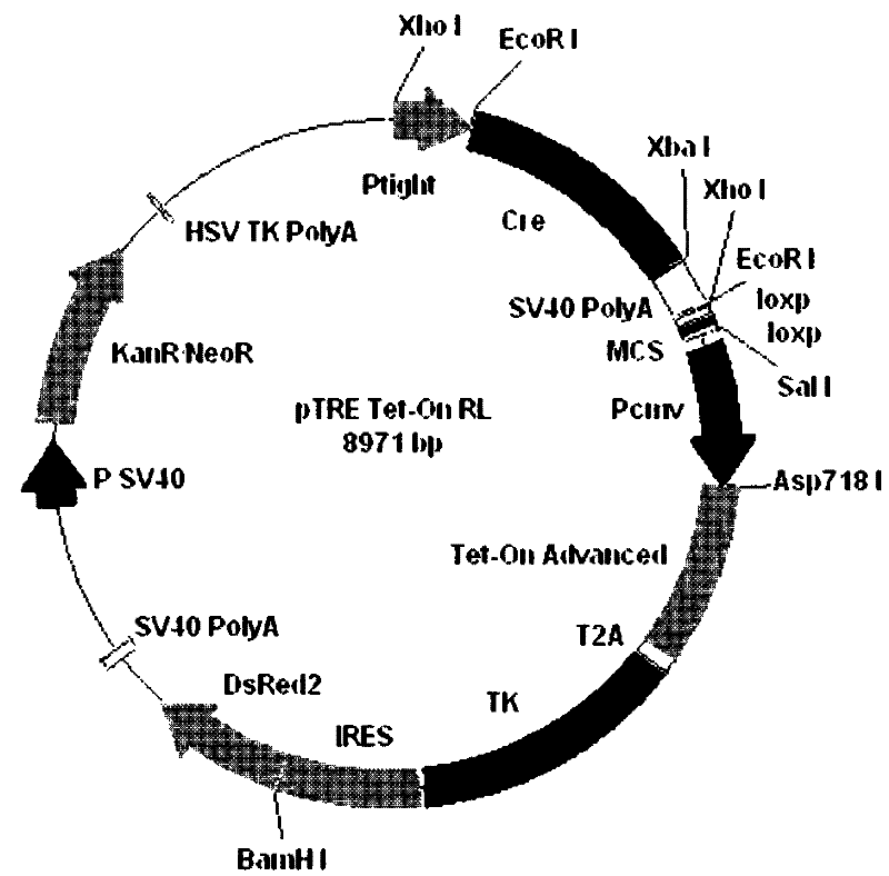 Expression vector, and its construction and application