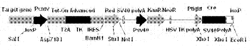 Expression vector, and its construction and application