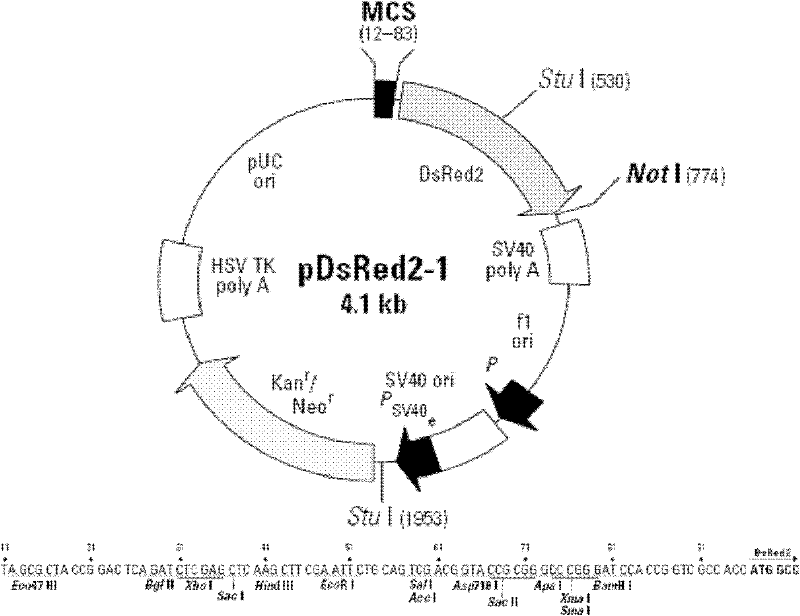 Expression vector, and its construction and application